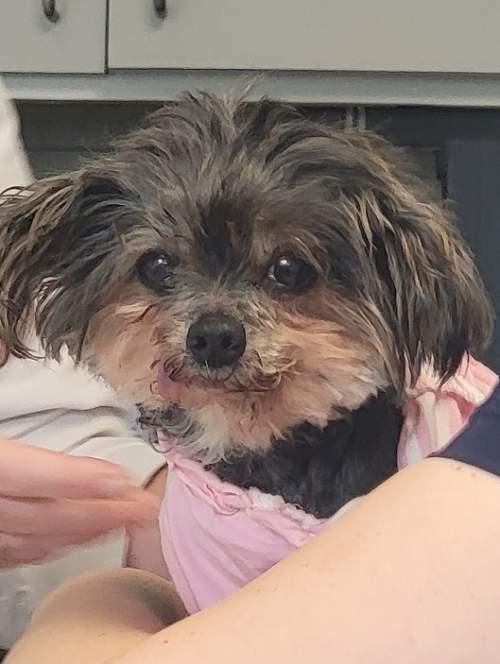 Enlarge Betty, a Adoptable Yorkshire Terrier in League City, TX image 1/5