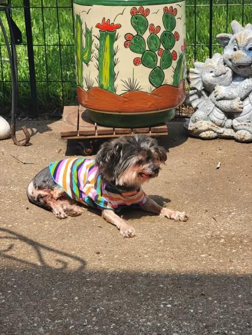 Enlarge Betty, a Adoptable Yorkshire Terrier in League City, TX image 3/5