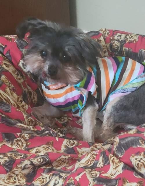 Enlarge Betty, a Adoptable Yorkshire Terrier in League City, TX image 4/5