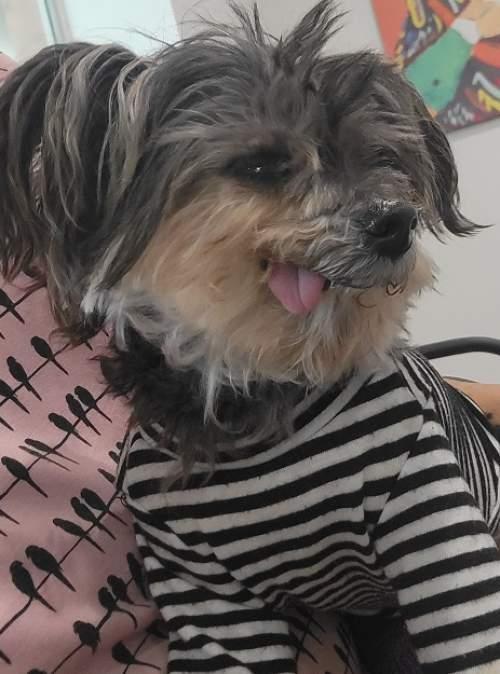 Enlarge Betty, a Adoptable Yorkshire Terrier in League City, TX image 5/5