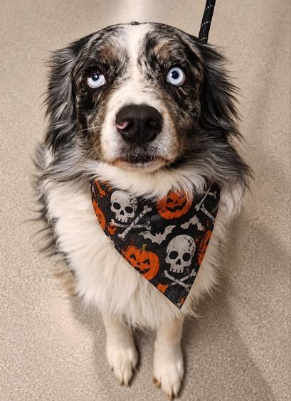 Enlarge Glen, a Adoptable Australian Shepherd in Superior, WI image 1/1