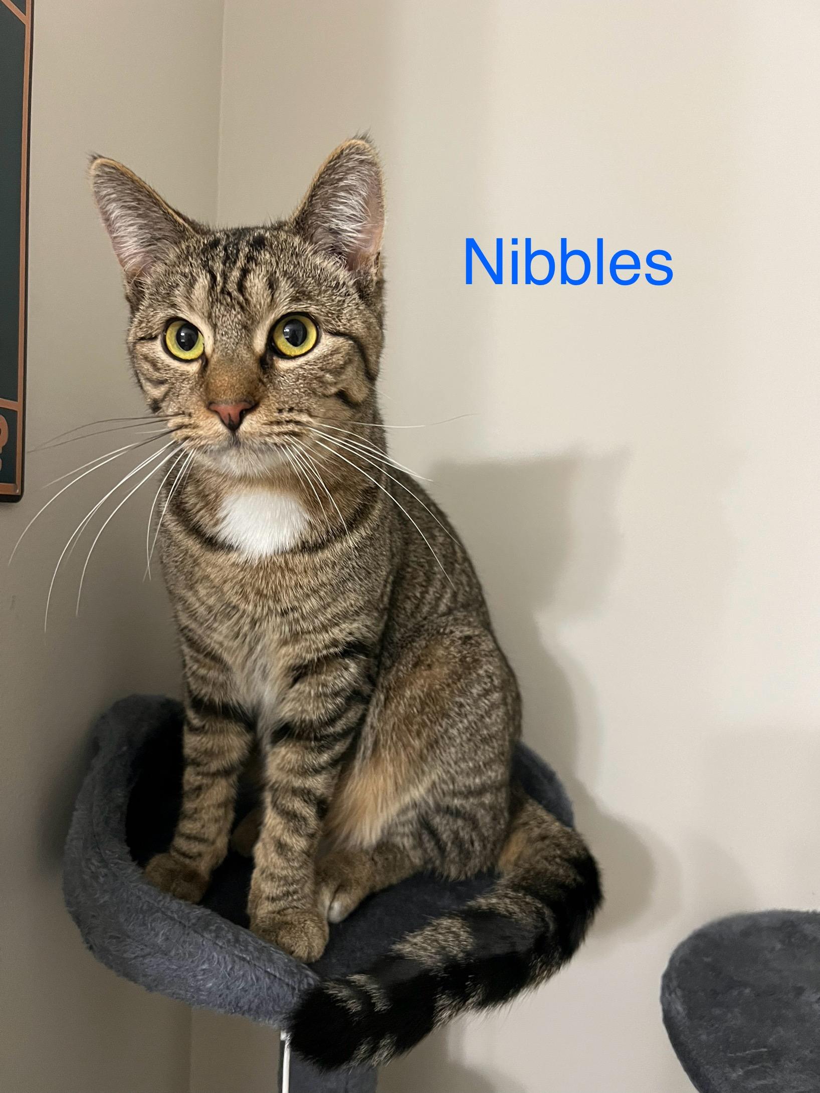 Nibbles, ADOPTABLE, Young Male Domestic Short Hair.