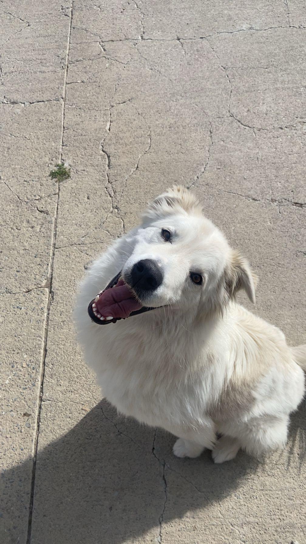 FORREST, Adoptable, Adult Male Great Pyrenees.