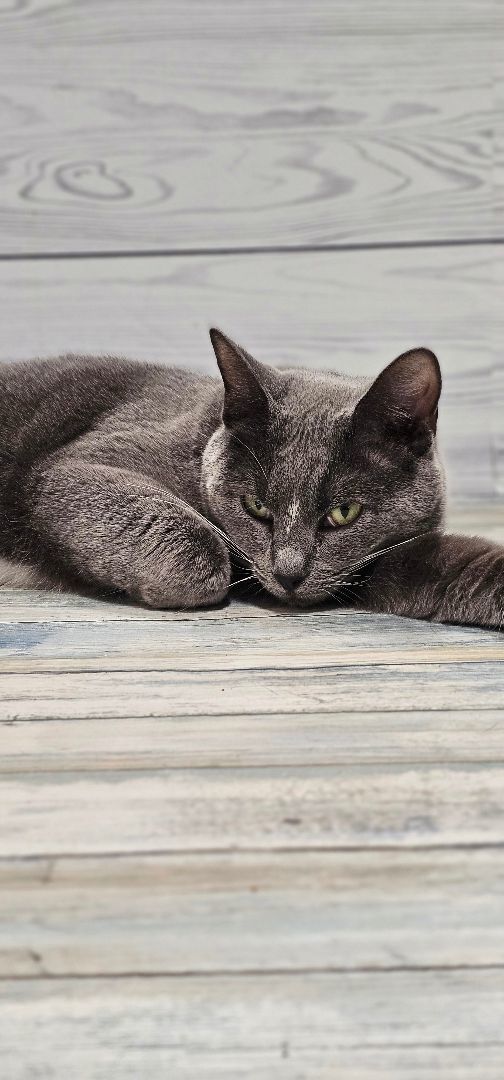 Enlarge Footloose, a Adopted mixed breed in johnston, RI image 2/5