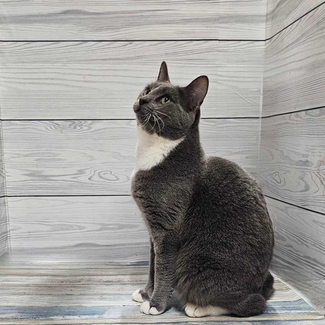 Enlarge Footloose, a Adopted mixed breed in johnston, RI image 3/5