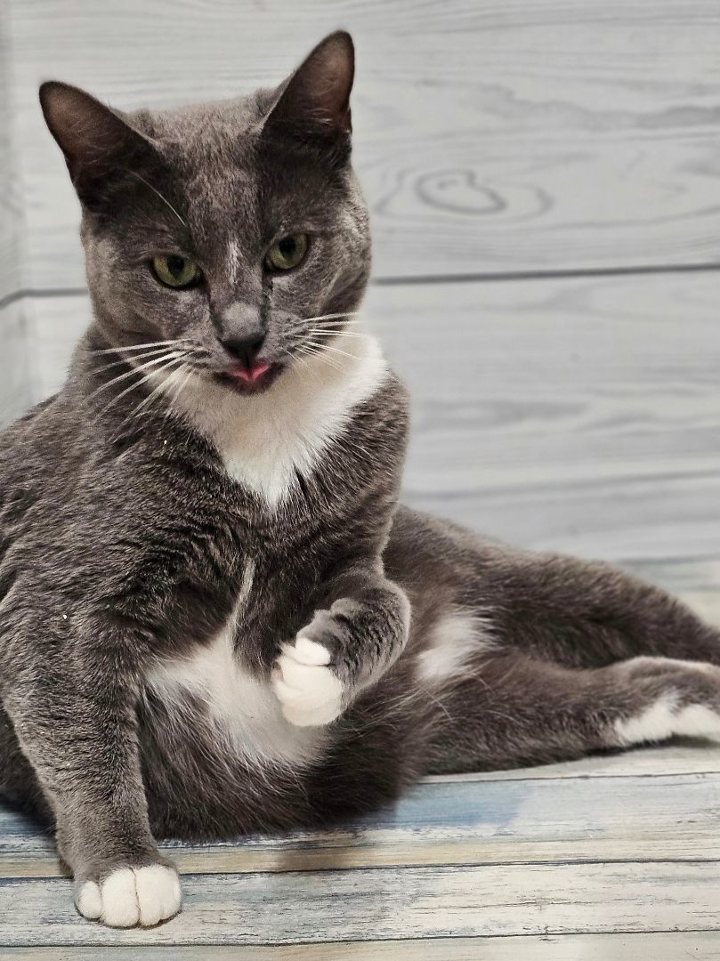 Enlarge Footloose, a Adopted mixed breed in johnston, RI image 1/5