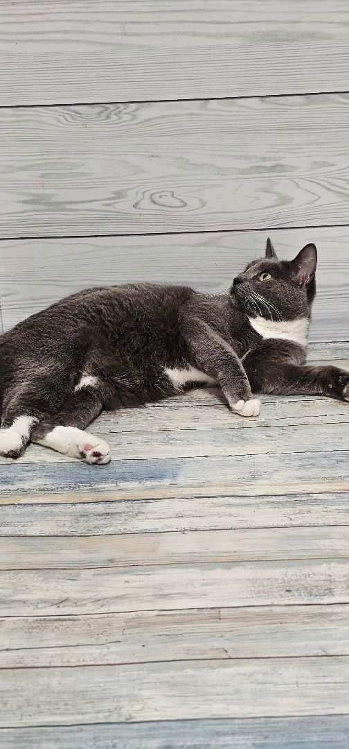 Enlarge Footloose, a Adopted mixed breed in johnston, RI image 4/5