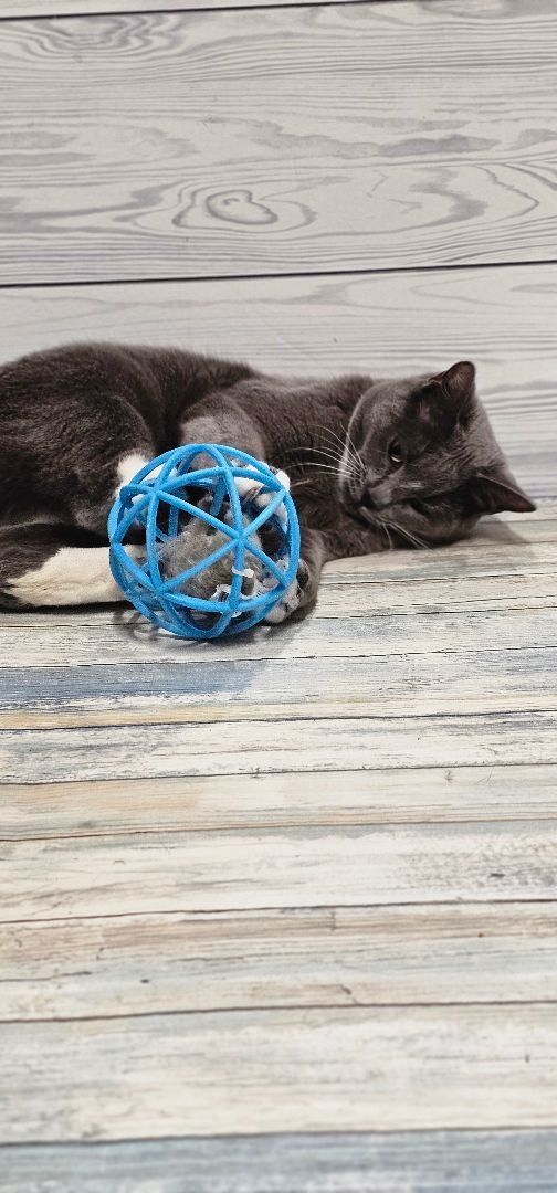 Enlarge Footloose, a Adopted mixed breed in johnston, RI image 5/5