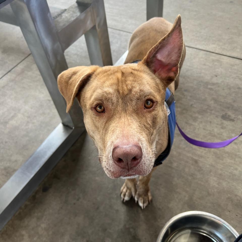 Teddy Bear Boy, Adoptable, Young Male Pit Bull Terrier.