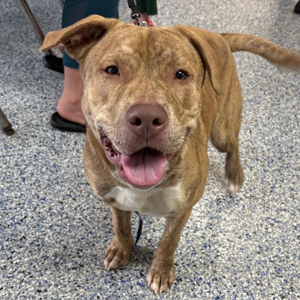 Enlarge Teddy Bear Boy, a Adoptable Pit Bull Terrier in Greenville, SC image 3/6