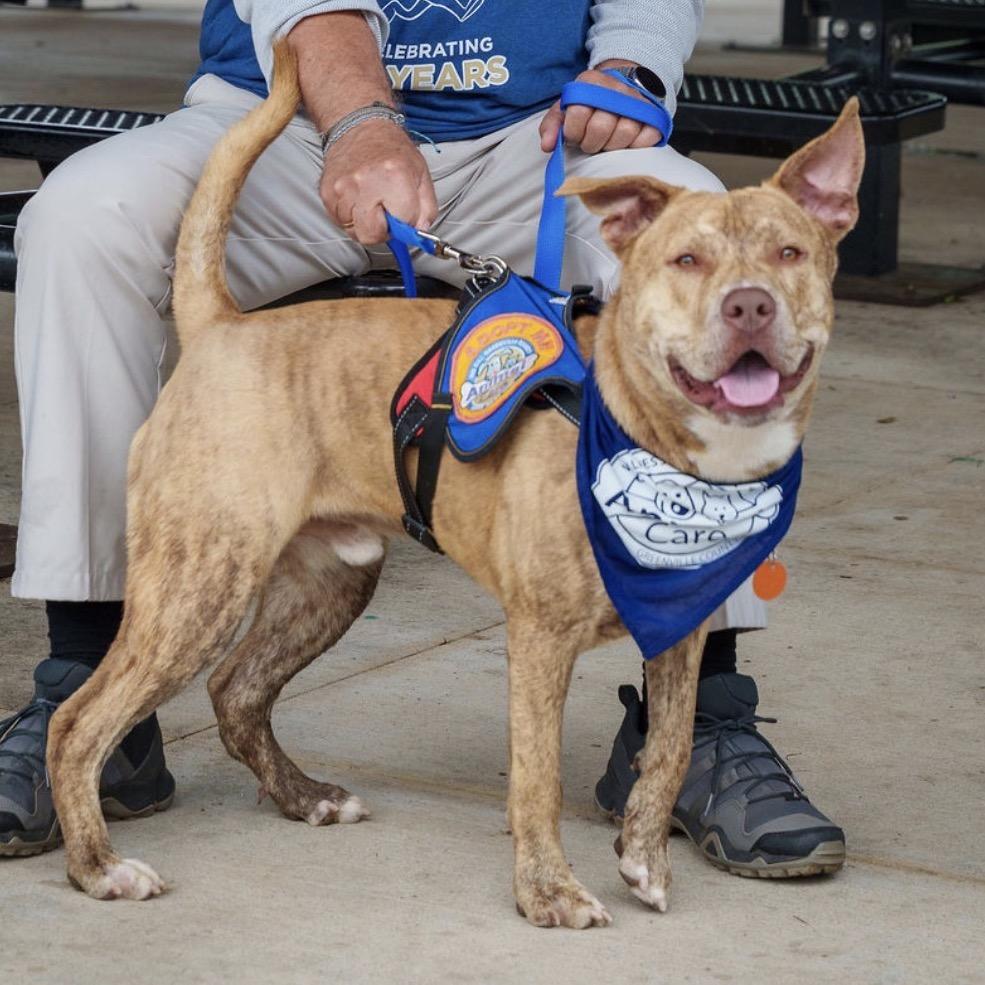 Enlarge Teddy Bear Boy, a Adoptable Pit Bull Terrier in Greenville, SC image 5/5