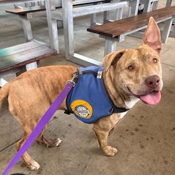Teddy Bear Boy, a Adoptable Pit Bull Terrier in Greenville, SC image 6/6