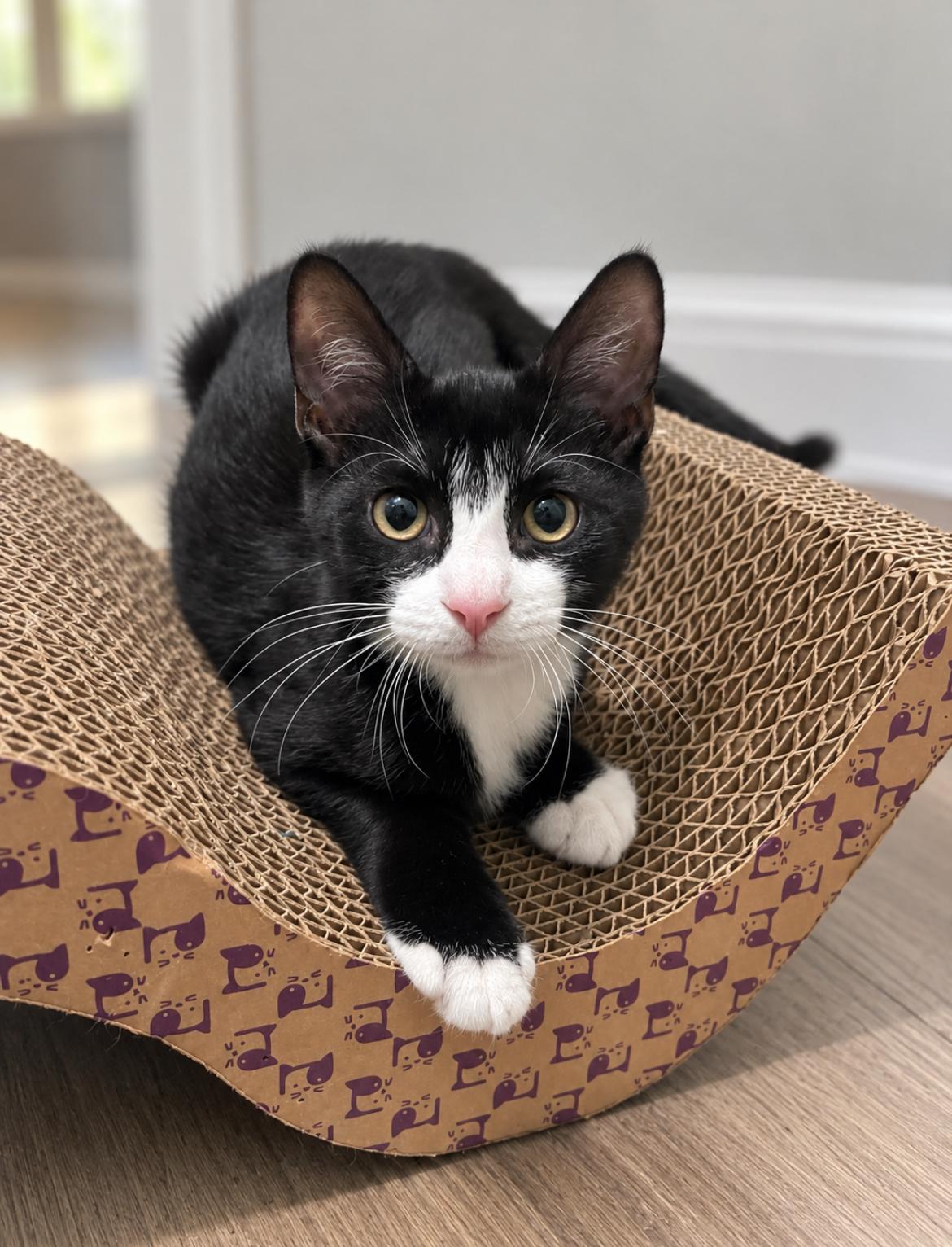 Enlarge Scrappy, a Adopted Domestic Short Hair in Jacksonville, FL image 2/6