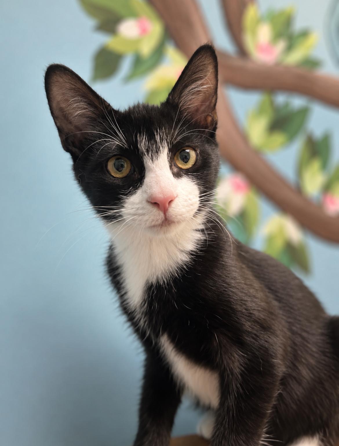 Scrappy, Adopted, Kitten Female Domestic Short Hair.