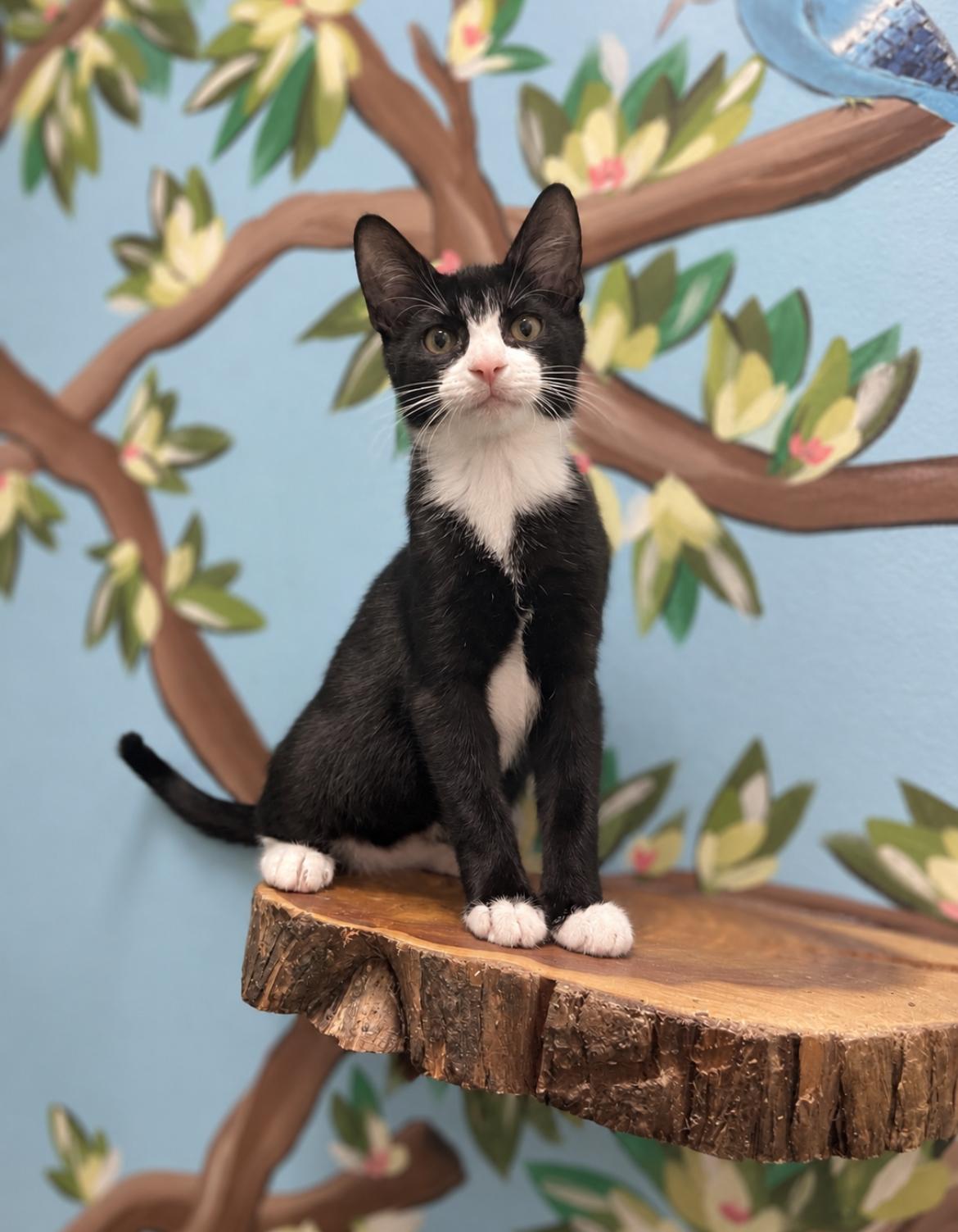 Enlarge Scrappy, a Adopted Domestic Short Hair in Jacksonville, FL image 3/6