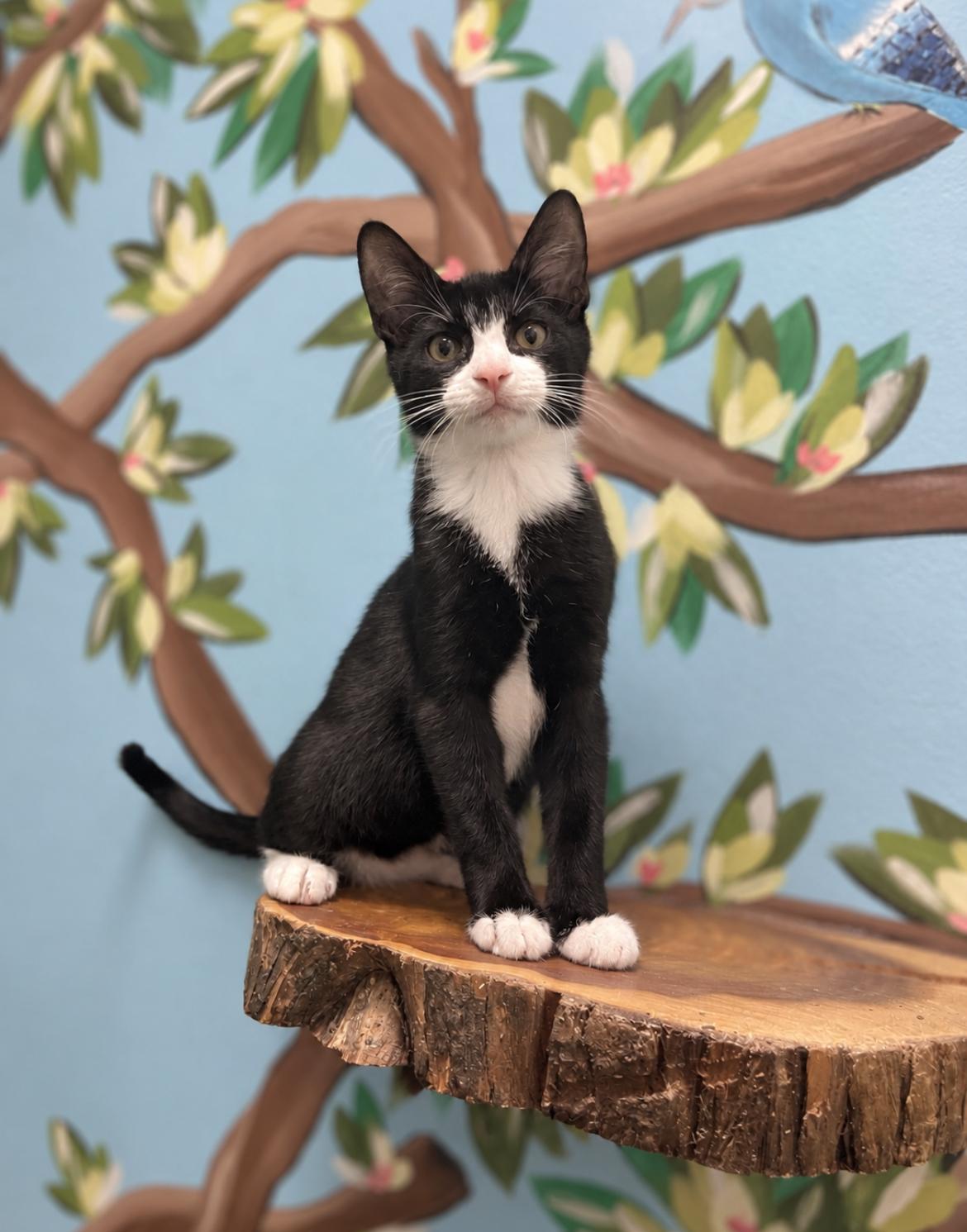 Enlarge Scrappy, a Adopted Domestic Short Hair in Jacksonville, FL image 4/6