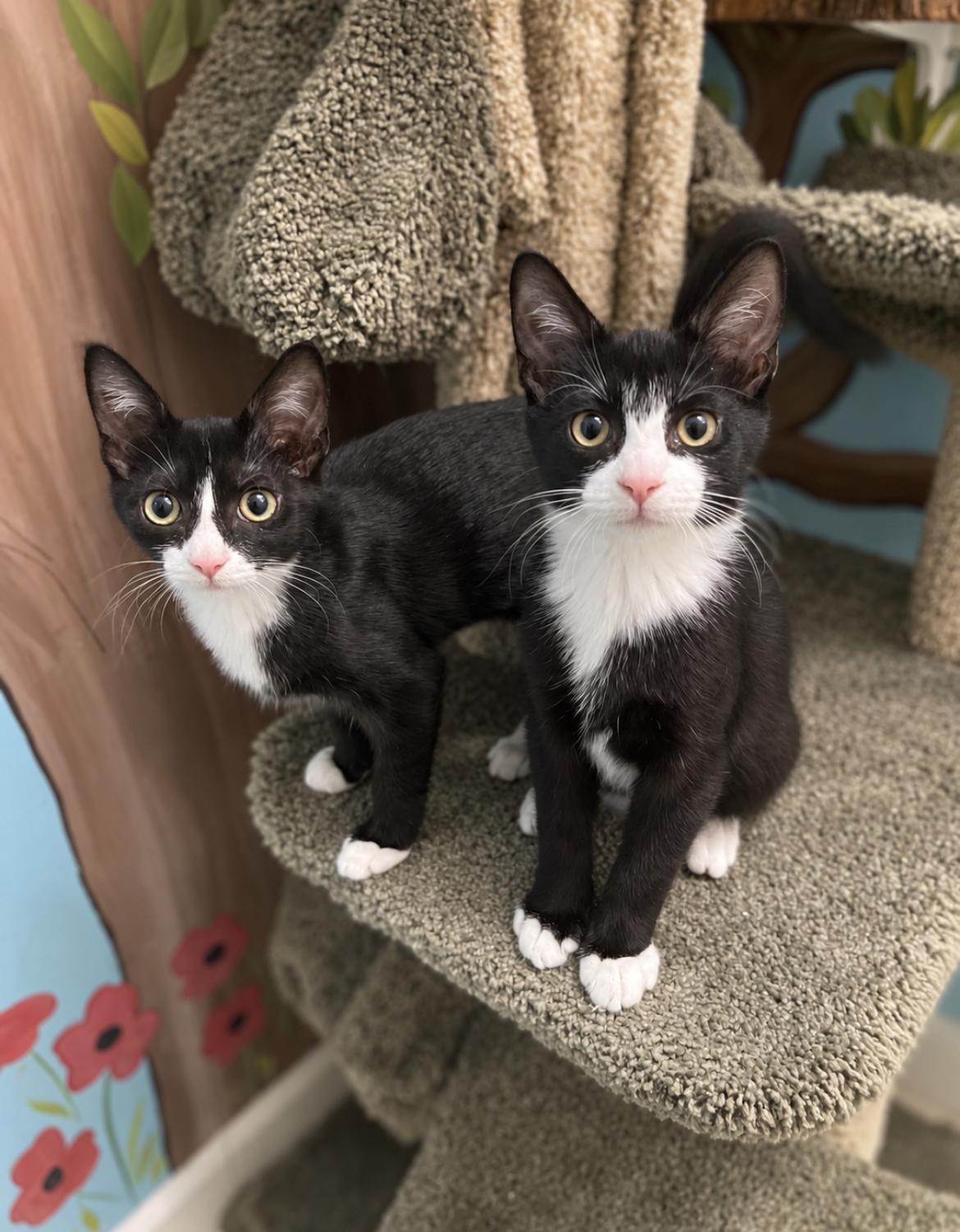 Enlarge Scrappy, a Adopted Domestic Short Hair in Jacksonville, FL image 6/6