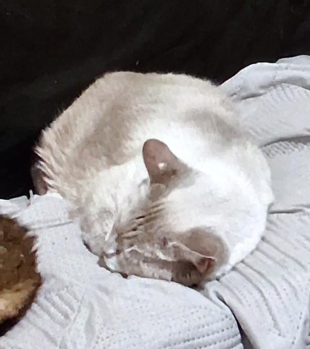 Little Man, Adopted, Adult Male Siamese.