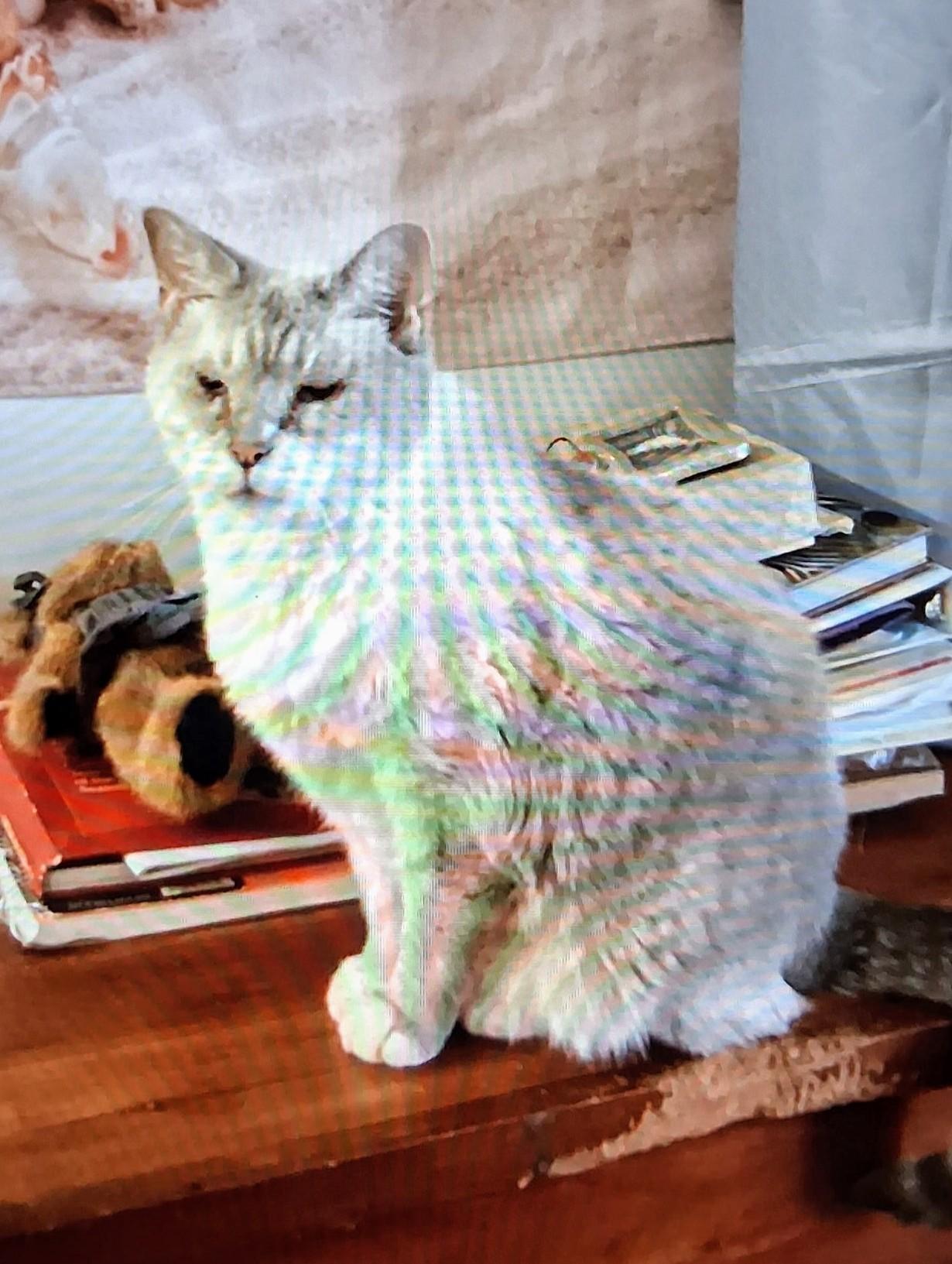 Little Man, a Adopted mixed breed in Blacksburg, VA image 2/3