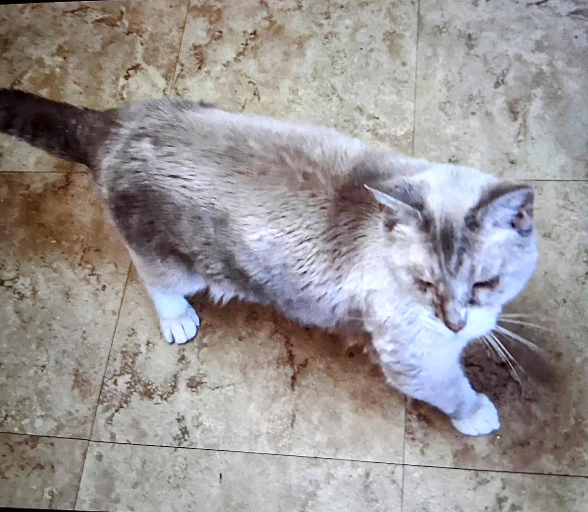 Little Man, a Adopted mixed breed in Blacksburg, VA image 3/3