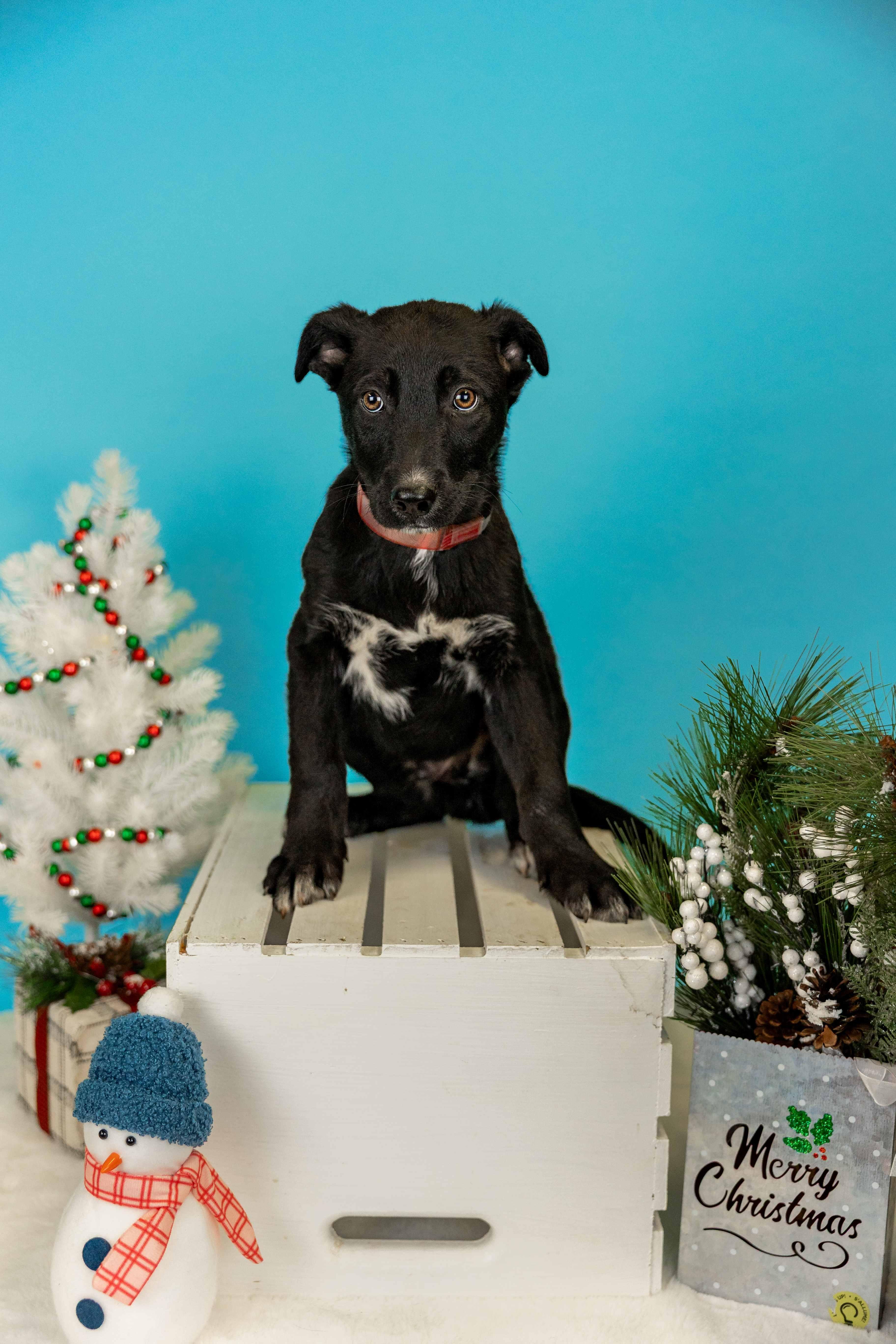 1077-25, ADOPTABLE, Young Male Labrador Retriever.