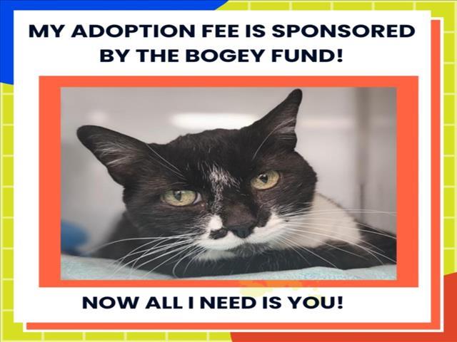 STELLA*, Adoptable, Senior Female Domestic Short Hair.