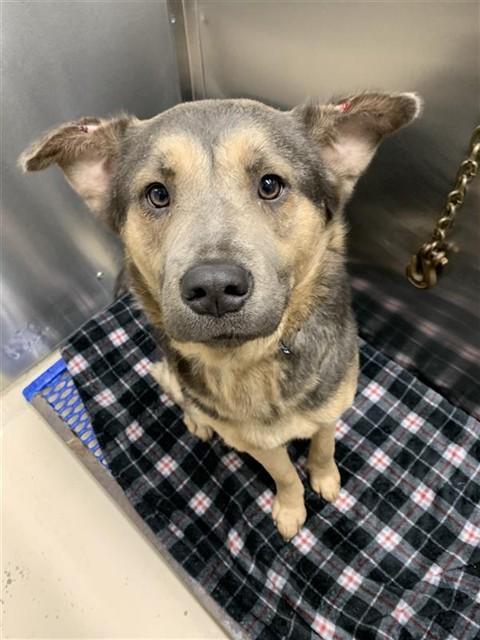 Enlarge XENA, a Adoptable mixed breed in Fairbanks, AK image 1/1