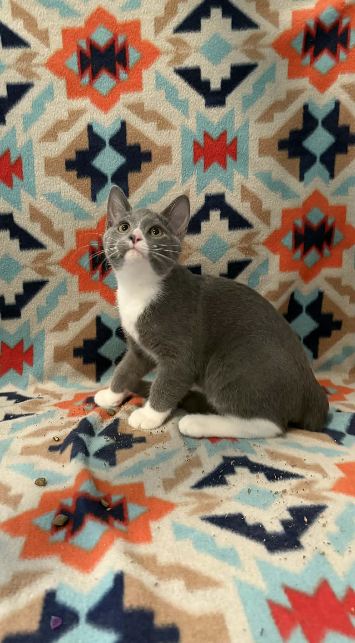 Enlarge Malone (Post), a Adoptable American Shorthair in Barboursville, WV image 1/1