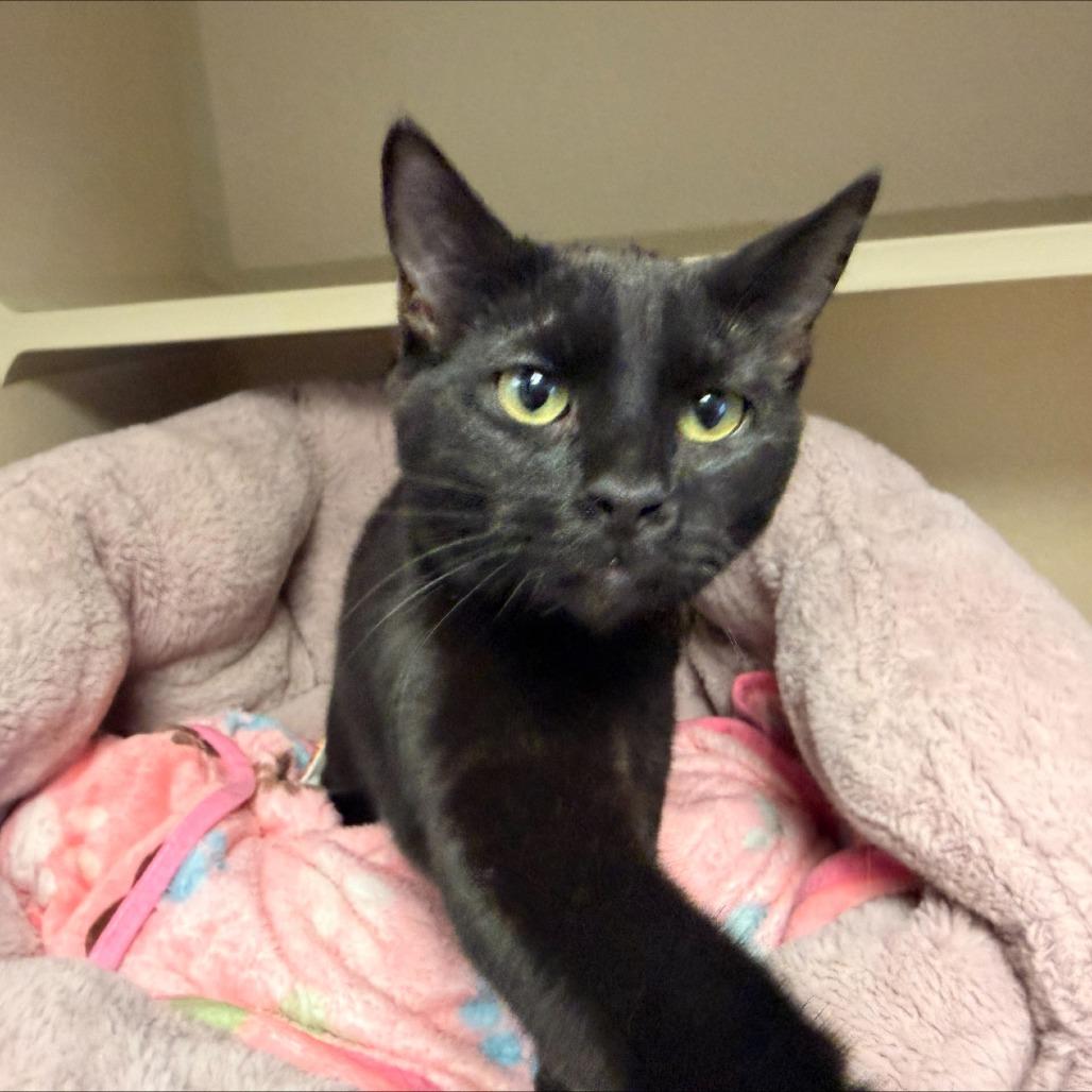 Enlarge Littlefoot, a Adoptable Domestic Short Hair in Pagosa Springs, CO image 1/6