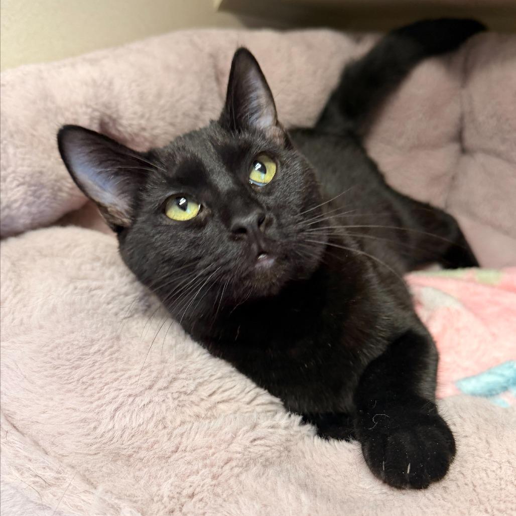 Littlefoot, Adoptable, Young Female Domestic Short Hair.