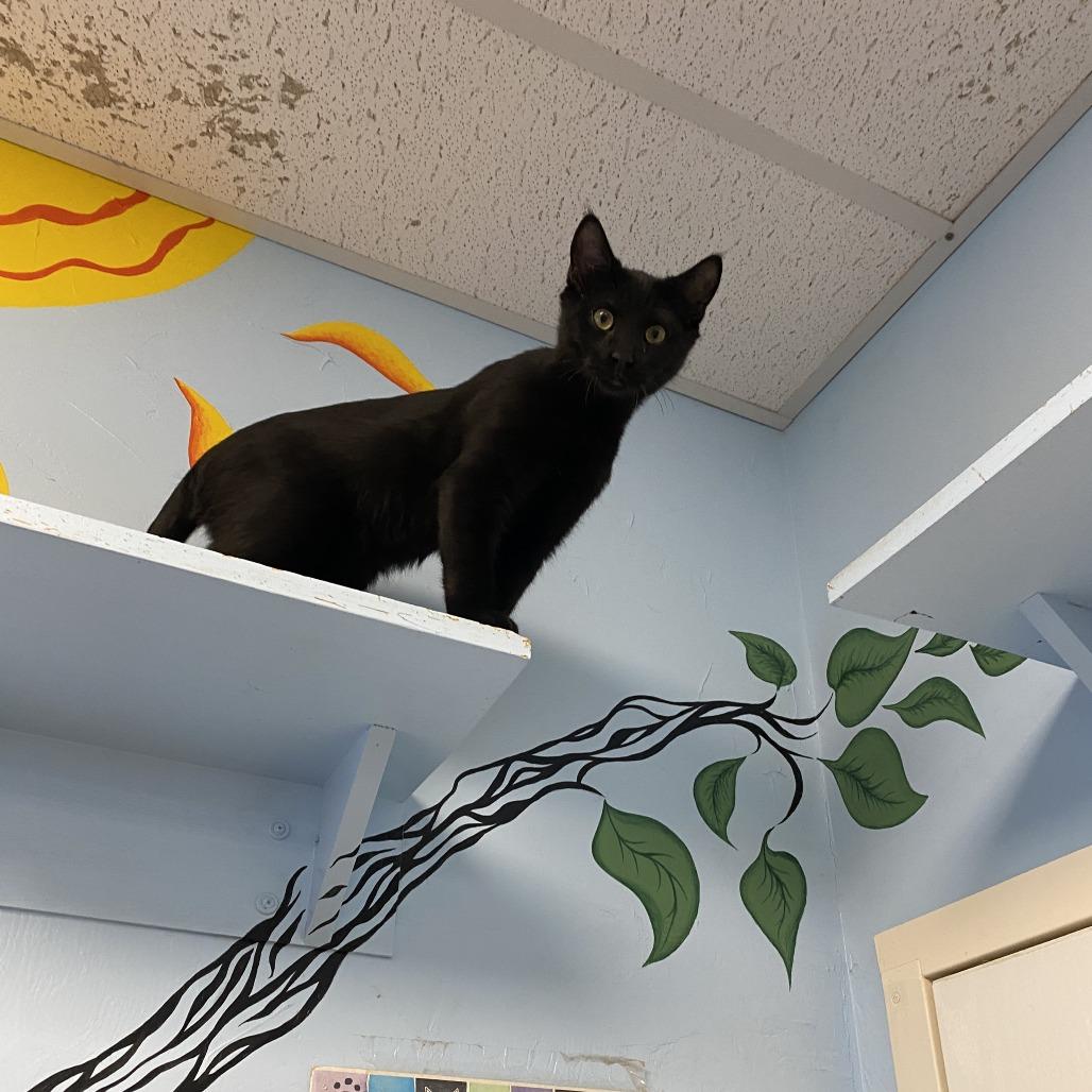 Enlarge Littlefoot, a Adoptable Domestic Short Hair in Pagosa Springs, CO image 2/6