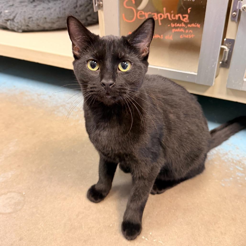 Enlarge Littlefoot, a Adoptable Domestic Short Hair in Pagosa Springs, CO image 3/6