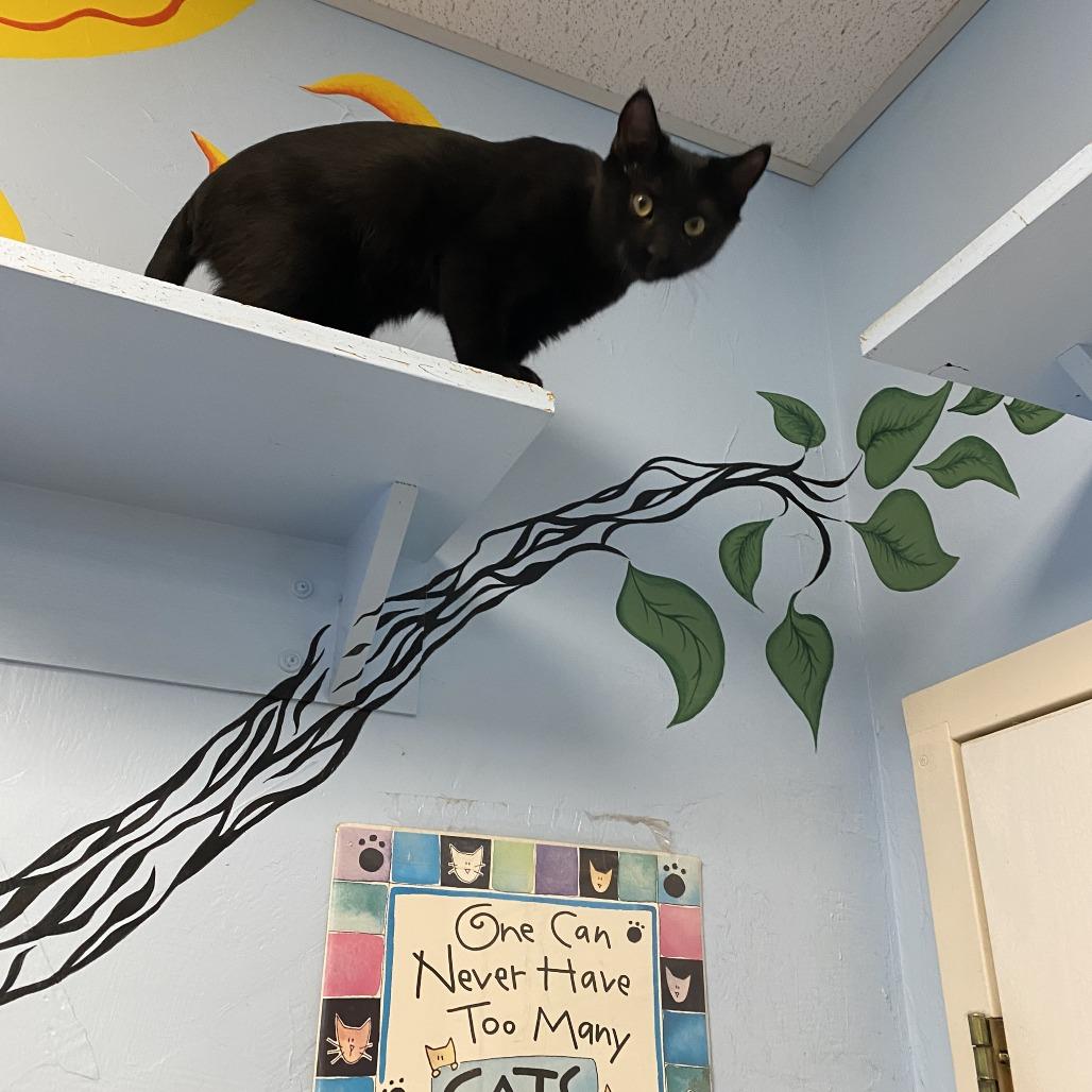 Enlarge Littlefoot, a Adoptable Domestic Short Hair in Pagosa Springs, CO image 4/6