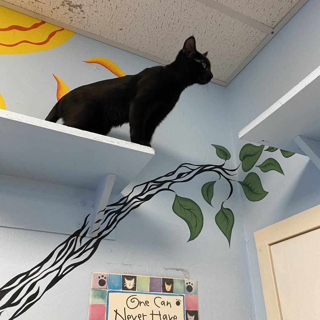 Enlarge Littlefoot, a Adoptable Domestic Short Hair in Pagosa Springs, CO image 6/6