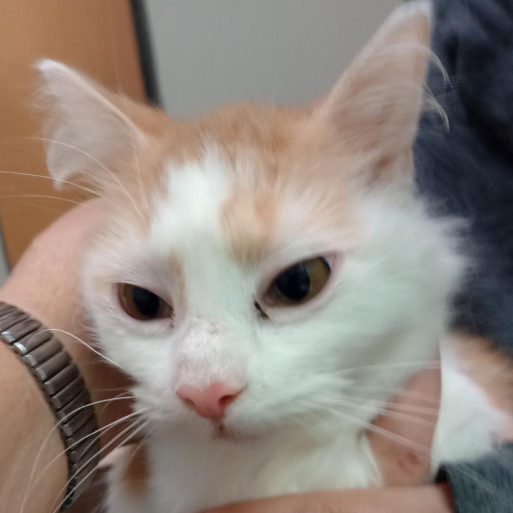 Daphne, Adoptable, Adult Female Domestic Long Hair.