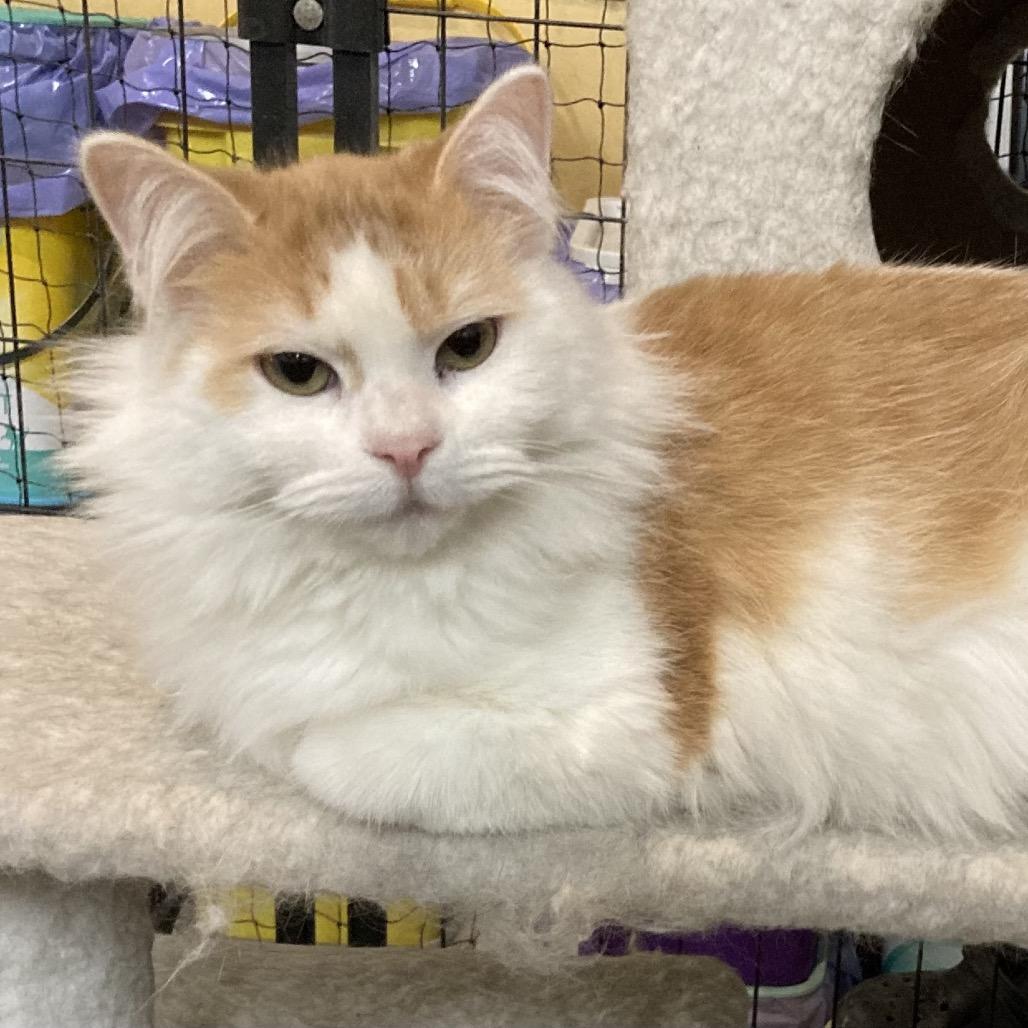 Enlarge Daphne, a Adoptable mixed breed in Grand Rapids, MN image 1/6