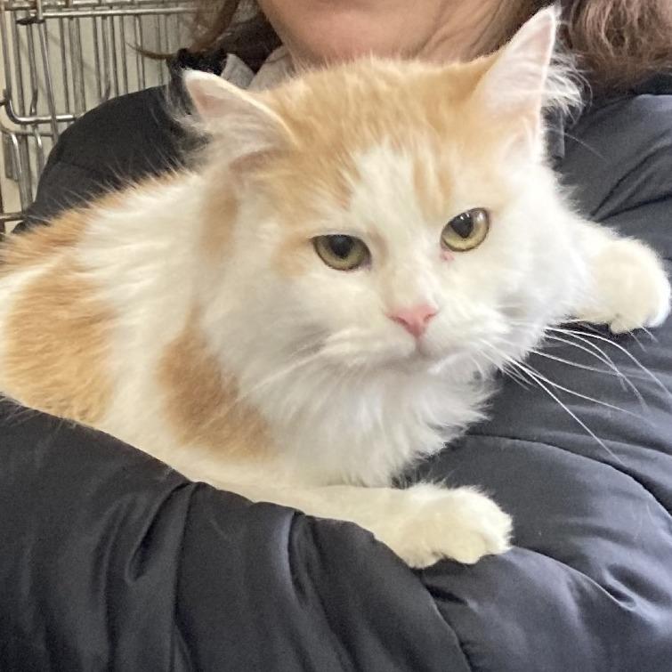 Daphne, Adoptable, Adult Female Domestic Long Hair.