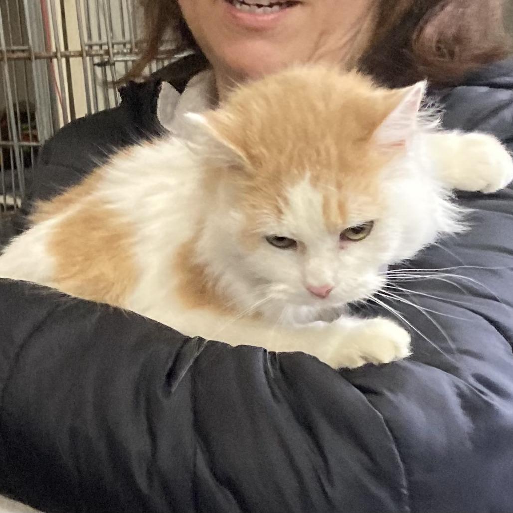 Enlarge Daphne, a Adoptable mixed breed in Grand Rapids, MN image 3/6