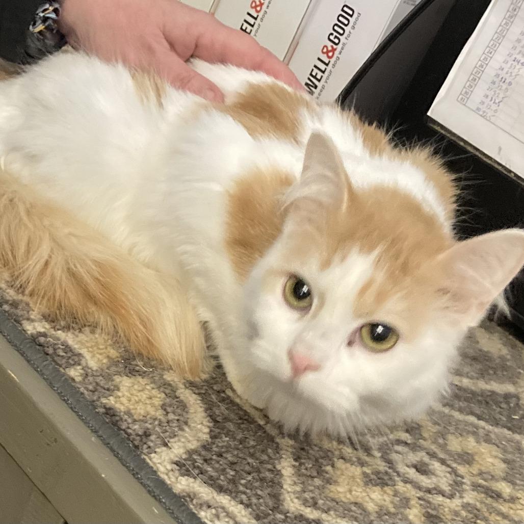 Enlarge Daphne, a Adoptable mixed breed in Grand Rapids, MN image 2/2