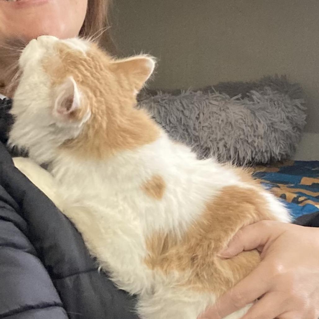 Enlarge Daphne, a Adoptable mixed breed in Grand Rapids, MN image 5/6