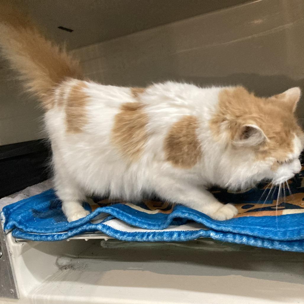 Daphne — thumbnail 6