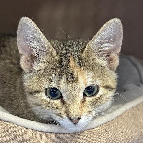 Vivi, a Adoptable Domestic Short Hair in Saint Cloud, MN image 1/6