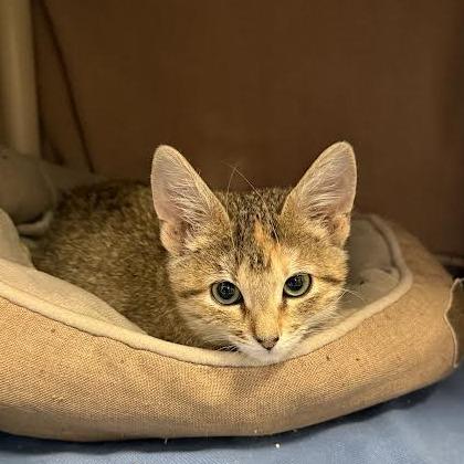 Vivi, a Adoptable Domestic Short Hair in Saint Cloud, MN image 2/6