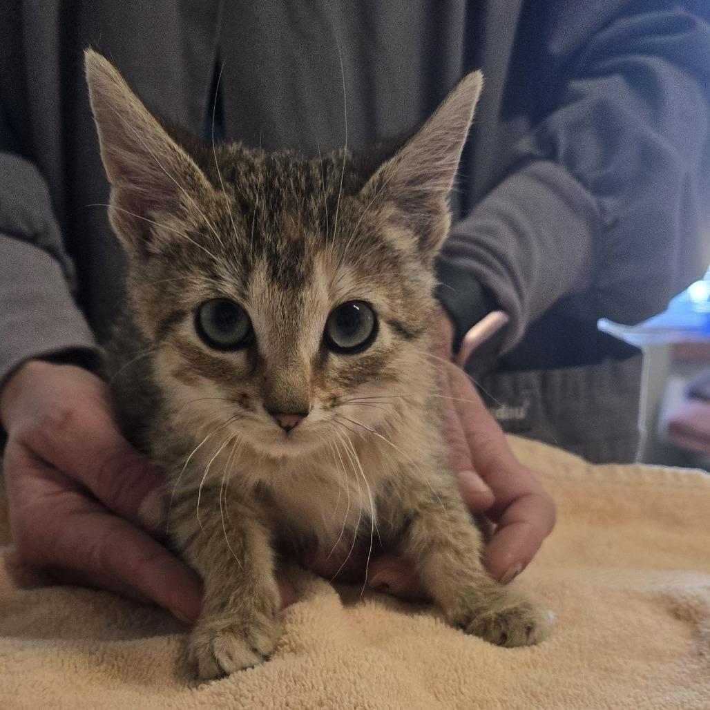 Vivi, a Adoptable Domestic Short Hair in Saint Cloud, MN image 3/6