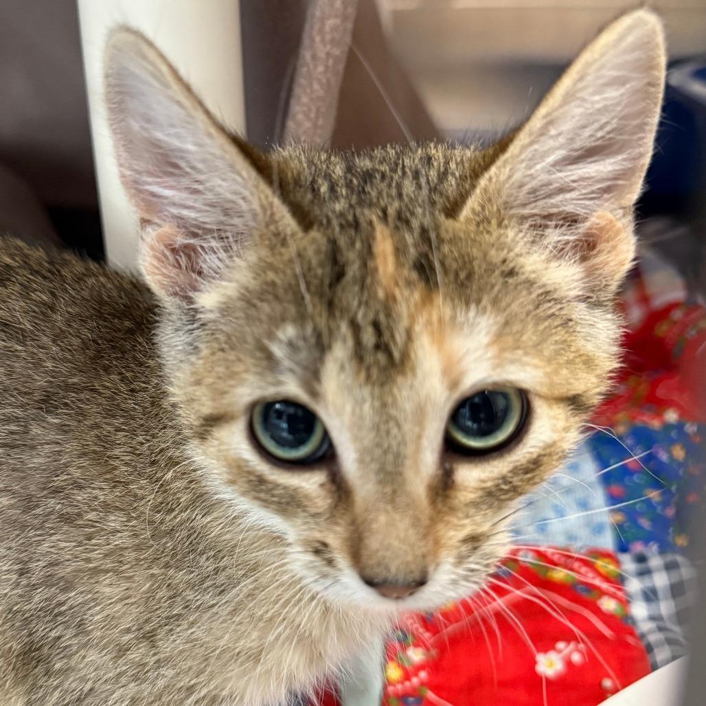 Vivi, a Adoptable Domestic Short Hair in Saint Cloud, MN image 4/6