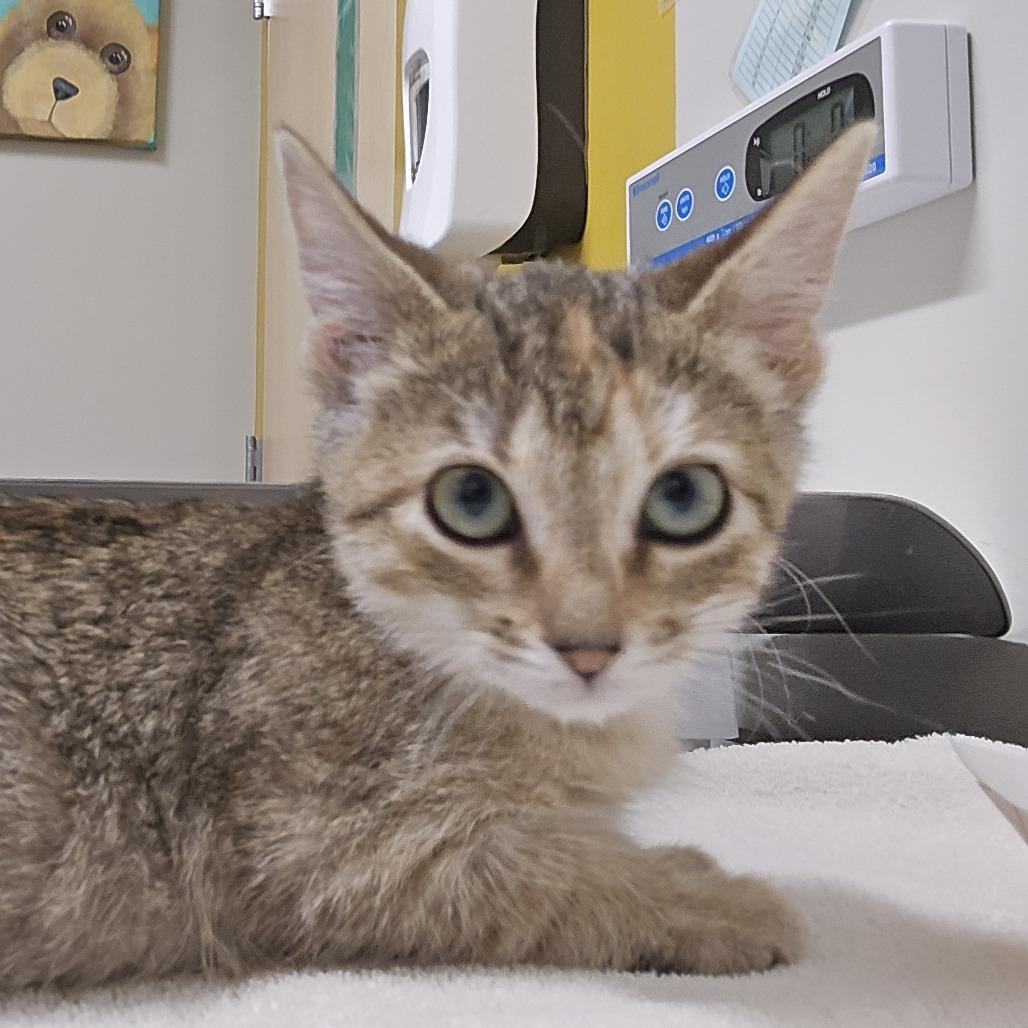 Vivi, a Adoptable Domestic Short Hair in Saint Cloud, MN image 5/6