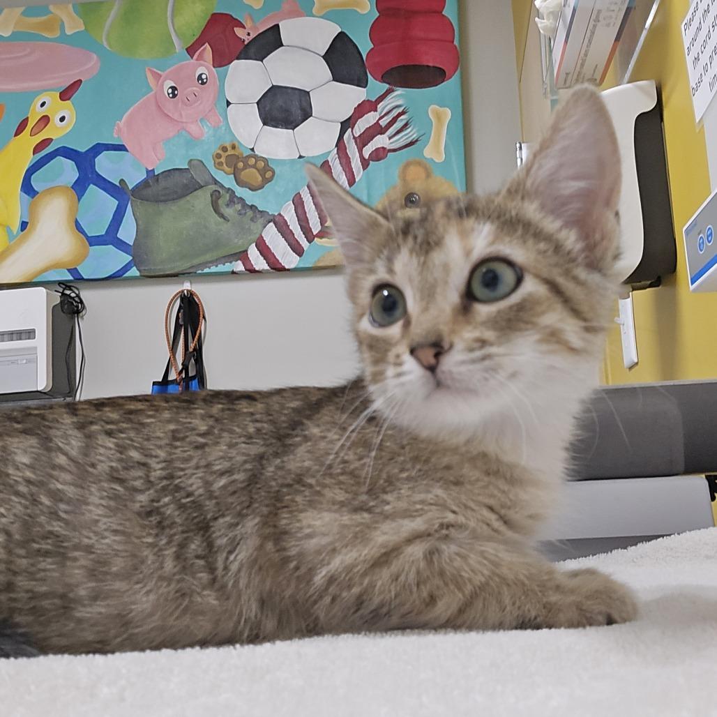 Vivi, a Adoptable Domestic Short Hair in Saint Cloud, MN image 6/6