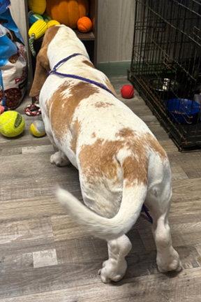 MOOSE - ADOPTION PENDING!, Adoptable, Young Male Basset Hound.
