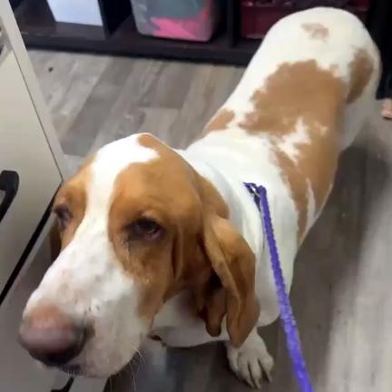 Enlarge MOOSE - ADOPTION PENDING!, a Adoptable Basset Hound in Mays Landing, NJ image 2/2