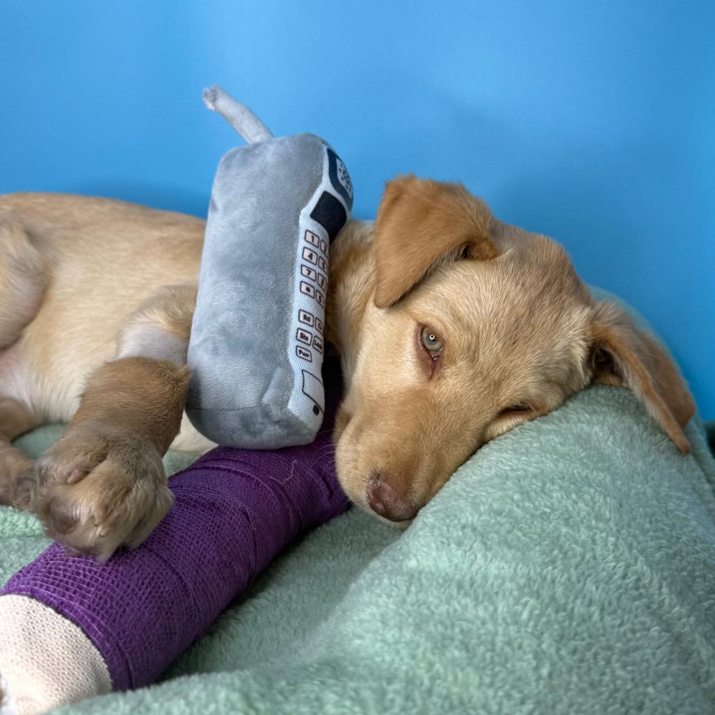 Poppy, Adoptable, Puppy Female Yellow Labrador Retriever.